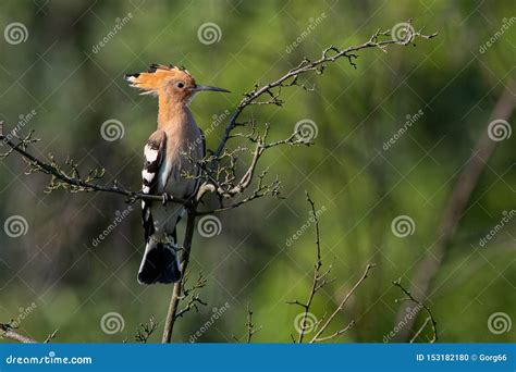 Rare Bird On The Branch Common Hoopoe Stock Photo Image Of