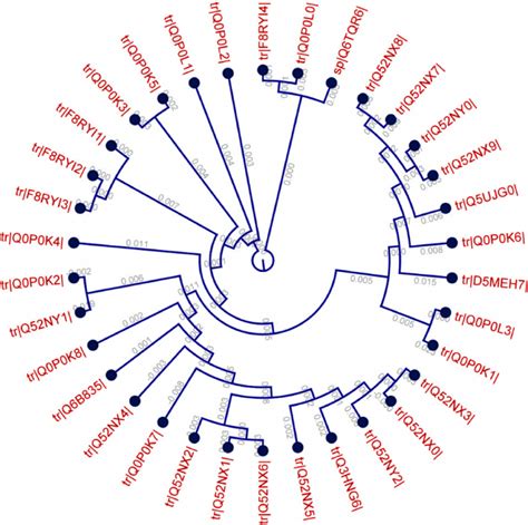 Phylogenetic Tree Showing The Evolutionary Divergence Among The