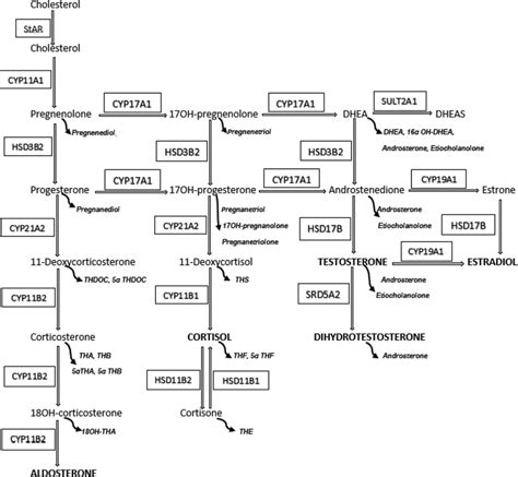 Synthesis And Metabolism Of Steroid Hormones Steroid Names In