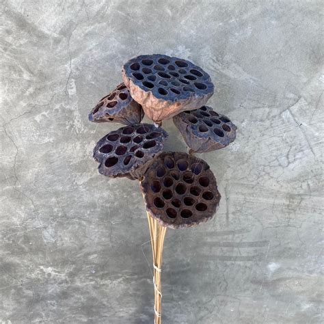 Lotus Pods Dried Flowers Dried Lotus Pods Wedding Flowers Etsy