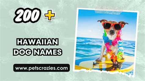 200 Hawaiian Dog Names Tropical And Oceanic Picks