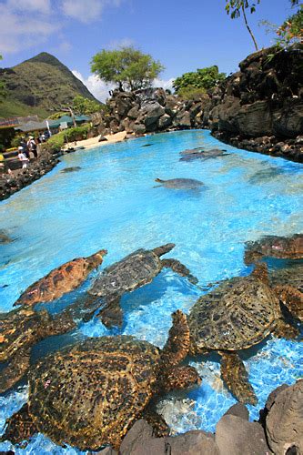 Sea Life Park Oahu Hawaii