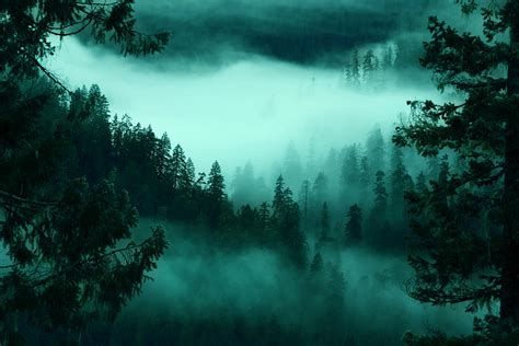 Forest Fog Photograph By David Naman