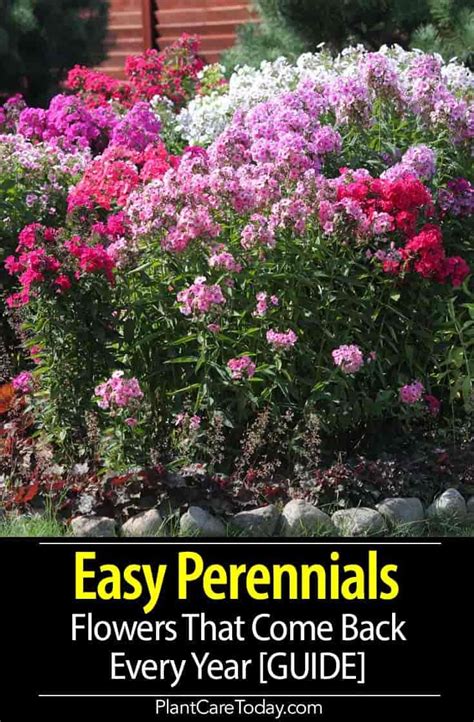 Start studying how do plants grow?. 45 Easy Perennials: Flowers That Come Back Every Year ...