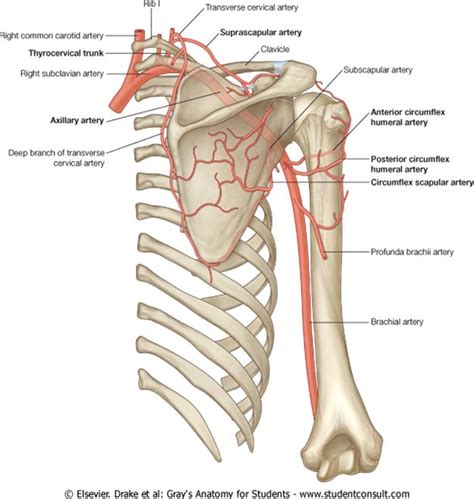 Anatomy Notes Vol Arteries Anatomy Arteries Subclavian Artery My Xxx Hot Girl