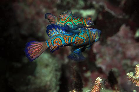 Mandarin Fish Mating One Of The Most Beautiful Fish I Have Flickr