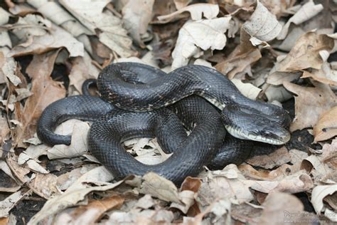 Western Rat Snake Pantherophis Obsoletus Minnesota Amphibian