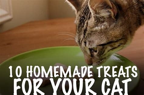 10 Homemade Treats For Your Cat