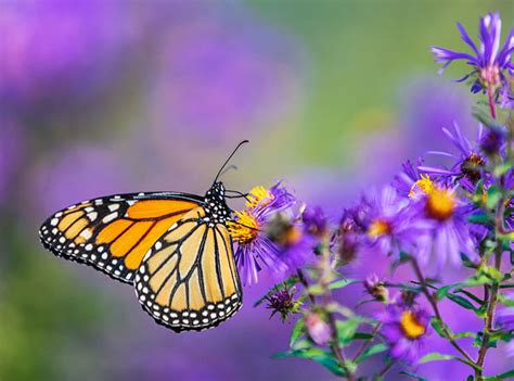 How to attract worms to your garden. How to attract nature into your garden | Pride Landscape ...