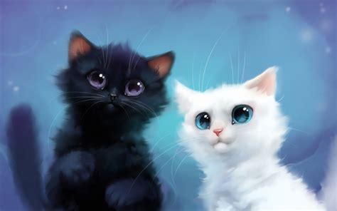 Gato Blanco Y Negro