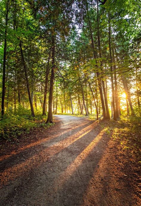 Summer Sunset Forest Trail Stock Image Image Of Path 139001393