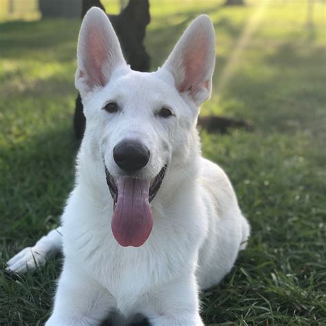 Akc german shepherd female puppies beautiful gs pups, akc, parents on site, family raised, so already grown up with kids other. White German Shepherd 6 months | German shepherd puppies ...
