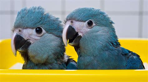 Image Spixs Macaw Juveniles Rio Wiki Fandom