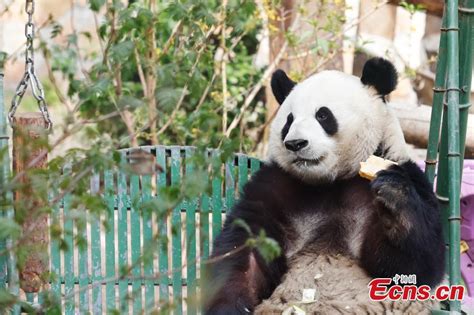 Giant Panda Meng Lan Attracts Crowds To Beijing Zoo
