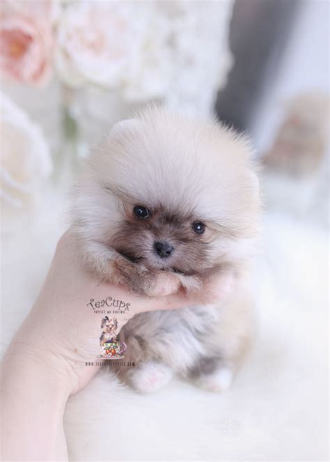 White pomeranian puppy for sale, teacup pomeranian puppies, toy pomeranian puppy, small *contact us for more info about our payment plans that are only for pups under 4 weeks old. Teacup Pomeranians For Sale | Teacup Puppies & Boutique