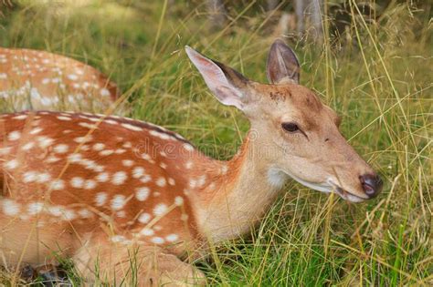 Close Up Portrait Of A Sika Deer Lying In The Grass The Animal Is