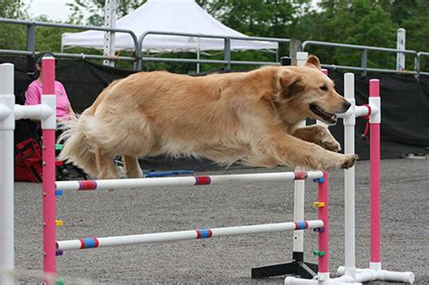 Mercer County Equestrian Center hosts first dog agility show - nj.com