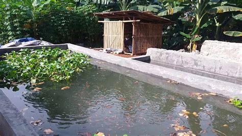 Kolam Ikan Nila, Percobaan Budidaya Ikan Nila di Kolam Ukuran 3x7