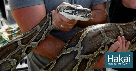 The Effects Of Invasive Pythons Slither Through The Everglades Hakai