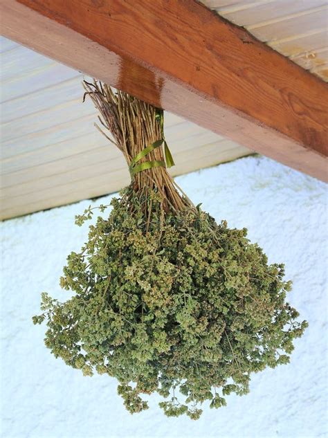 Wild Oregano Drying Stock Image Image Of Herb Aromatic 58023529