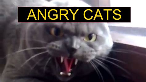 Angry Cats Compilation Funny Cats Compilation Youtube