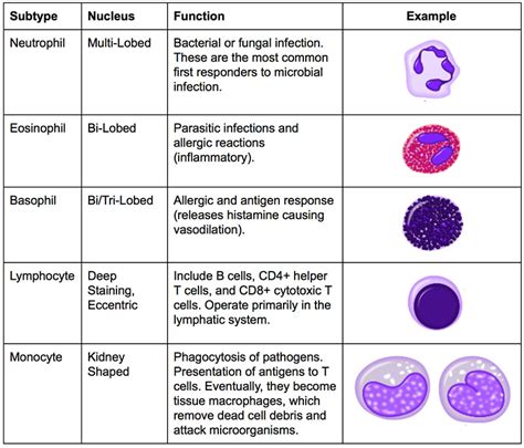 5 Types Of Leukocytes Chart Images And Photos Finder