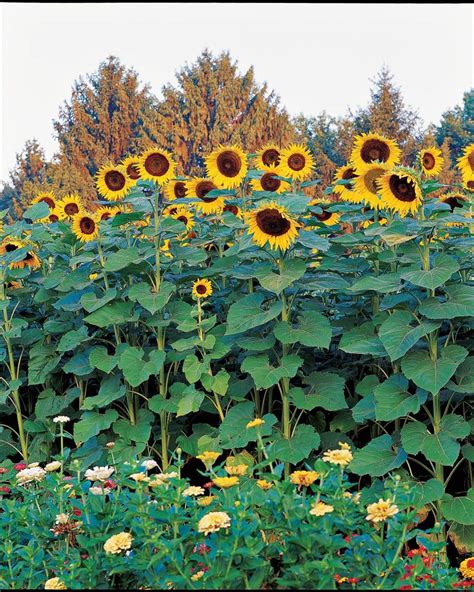 Grow Sunflowers In A Pot Or Grow A Sunflower Forest With This