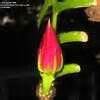 During winter, keep the soil a little dryer. Selenicereus Species, Fishbone Orchid Cactus, Ric Rac ...