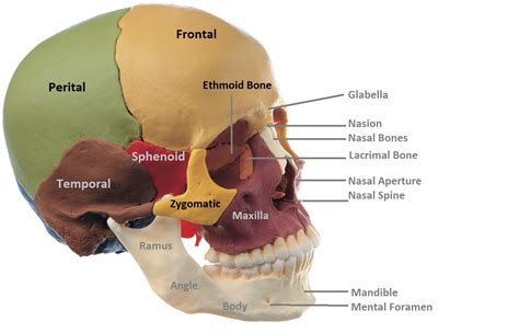 Orbital Bone Anatomy Anatomical Charts Posters