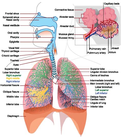 Pathway Of Oxygen Through The Respiratory System Aromapic
