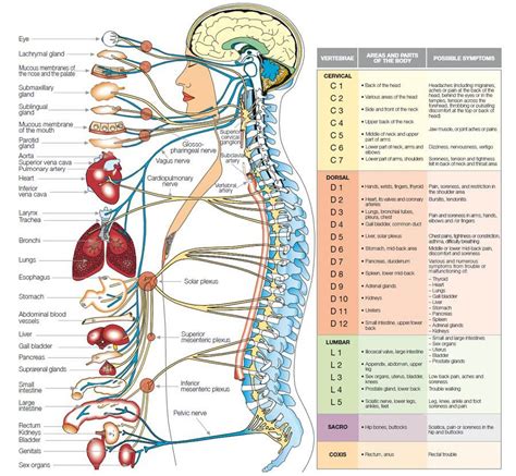 In the following article, we take a look at the important internal organs of the human body and their functions in the bigger biological system. Main Human Body Systems and Their Connection | Forward to ...