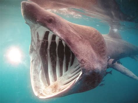 鲨鱼中的巨人有哪些？——介绍几种体型最大的鲨鱼 哔哩哔哩