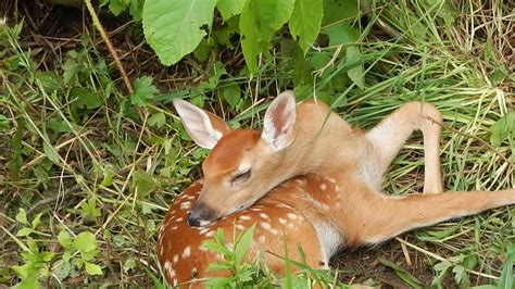 Fawn Is Sleepy Baby Whiteail Deer Youtube