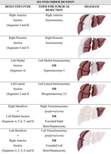 Liver Surgery Important Considerations For Pre And Postoperative