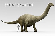 Brontosaurus Facts: Extinct Animals of the World - WorldAtlas