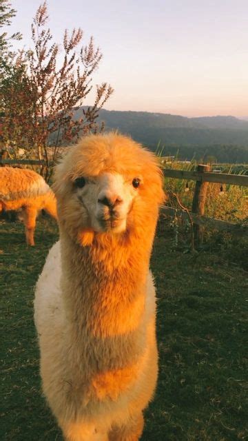 Chika Farm On Instagram Come Meet The Cutest Alpaca On Our Farm 🦙🤍