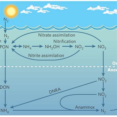 2 Marine Nitrogen Cycle In Oxic And Anoxic Conditions From Arrigo