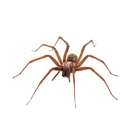 Common House Spider Identification And Behavior Johnson Pest Control