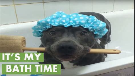 Think This Dog Is Ready For A Shower Youtube