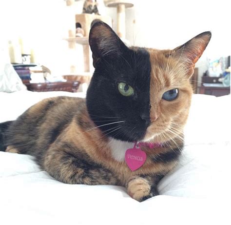 All about cats, cat care, cat health, cat behavior and more! 13 Photos Of Amazing Two Faced Mystery Cat Venus ...