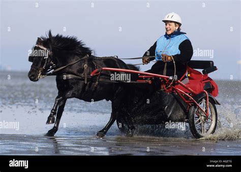 Shetland Pony Equus Caballus Woman Driving Two Wheeled Horse Buggy