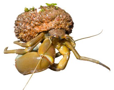 The hermit crab is a pet that may rarely be caught while fishing crystal urchins during prifddinas waterfall fishing. Hermit Crab Shells, Molting, Autotomy & Regeneration