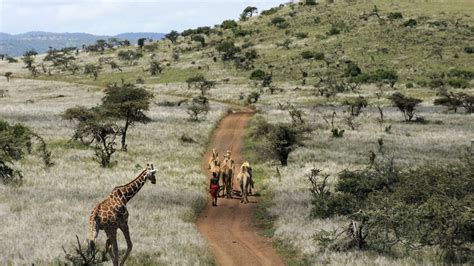 9 Days Kenya Wildlife Safari Tour Kenya Safaris Tours Africa Safari