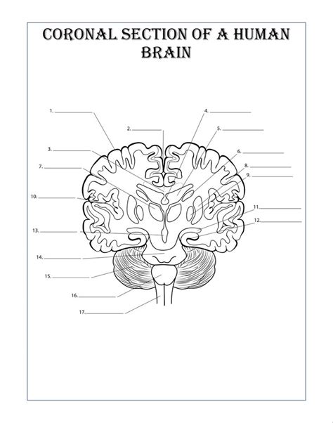 Neuroanatomy Coloring Book Incredibly Detailed Self Test Human Brain