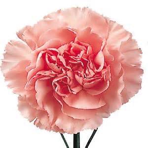 Download 83 carnation cliparts for free. Light carnation clipart - Clipground