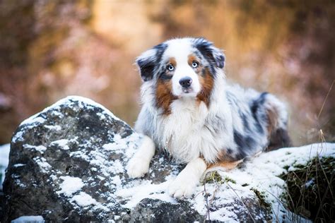 Australian Shepherd Hd Wallpaper Background Image