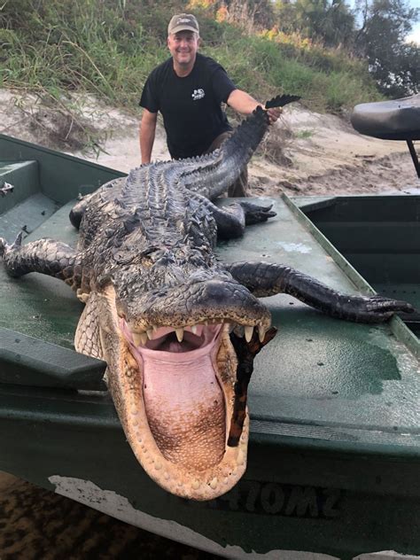 8 Alligator Hunt In Florida