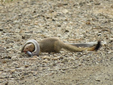 Watch Fearless Slender Mongoose Takes Out Snouted Cobra The Citizen