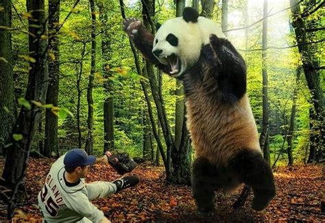 Panda Attack Animals With People Pinterest