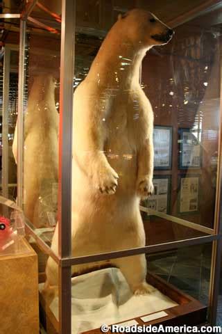 white king worlds largest dead polar bear elko nevada